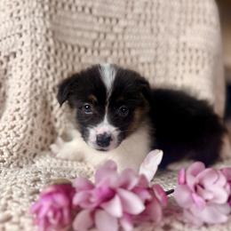 Dark Green Male - Black and tan male Pembroke Welsh Corgi puppy in La Porte City, Iowa from Cedar River Corgis