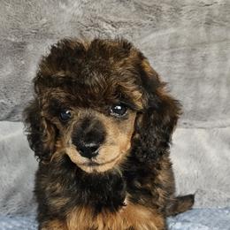 Red Collar - Sable female Poodle puppy in Poplar Grove, Illinois from Awesome Paws