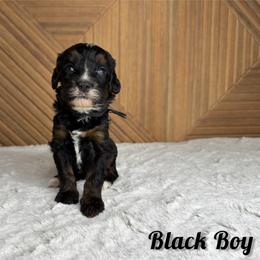 Black boy - Tri-color male Bernedoodle puppy in Modesto, California from Two Doods Doodles