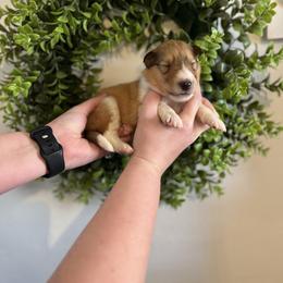 Lucas - Sable and white male Collie puppy in Chilhowie, Virginia from Jolly Collies