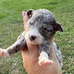 Mini Montana - Blue merle female Aussiedoodle puppy in Four Oaks, North Carolina from RoseWest Farms