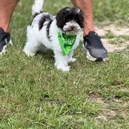 Milo - Chocolate male Australian Labradoodle puppy in Calhoun, Louisiana from Arrowhead Australian Labradoodles