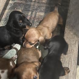 Dachshunds from Keen's Dachshunds
