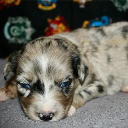 Maverick - Blue merle male Miniature Australian Shepherd puppy in El Dorado Springs, Missouri from HP Aussie Kennels
