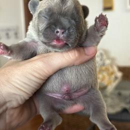 Blue Fawn Boy - Fawn male French Bulldog puppy in Gulf Breeze, Florida from SW Frenchies