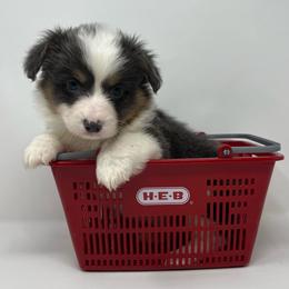 Slate - Blue male Pembroke Welsh Corgi puppy in Waco, Texas from The Comma Corgis