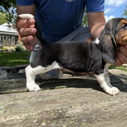 Male3-tri - Black tan and white male Basset Hound puppy in Hudson, Michigan from Bachman’s Kennel