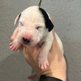 Snickers - White and black female Dalmatian puppy in Austin, Texas from Dazzling Dalz