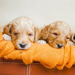 Goldendoodle Puppies from Deer Valley Doodles