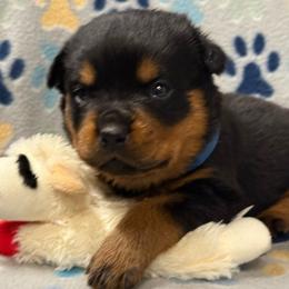 Boy 5 - Black and mahogany male Rottweiler puppy in Newfoundland, Pennsylvania from Poconopaws