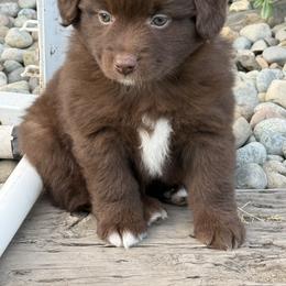 Kit - Red & white male Miniature American Shepherd puppy in Enumclaw, Washington from Mount Peak Mini American Shepherds