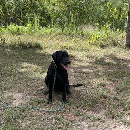 Labrador Retriever Puppies from Coram Deo Retrievers