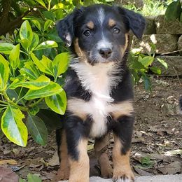 Aussiedoodles and Australian Shepherds from Awesome Doods and Aussies Too