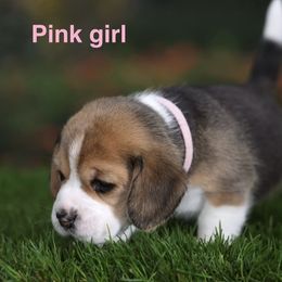 Pink Girl - Black tan and white female Beagle puppy in Palm City, Florida from VR Wanderlust Beagles