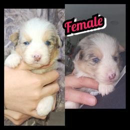 D-BLUE MERLE - Blue merle female Australian Shepherd puppy in Yakima, Washington from Luna's Australian Shepherd