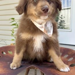Australian Shepherd and Miniature Australian Shepherd Puppies from Renegade Point Stock Dogs