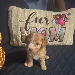 Colin - Red  male Poodle puppy in Winter Haven, Florida from Herdez’s Poodles
