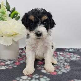 Daisy - Black and white female Bernedoodle puppy in Granton, Wisconsin from Rose River Farms