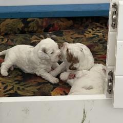 Clumber Spaniel Puppies from Briton Clumber Spaniels