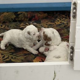 Clumber Spaniel Puppies from Briton Clumber Spaniels