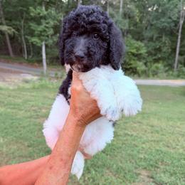 Maple - Parti female Goldendoodle puppy in Jasper, Georgia from Harrington Doodles & Poodles