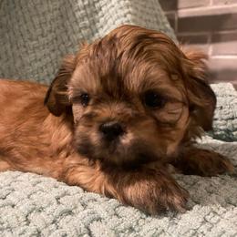 Charlie - Gold male Shih Tzu puppy in Lexington, North Carolina from SCS Shih Tzus