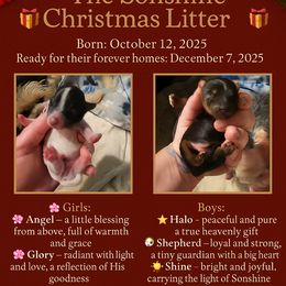 Yorkshire Terrier puppies from Sonshine Yorkies