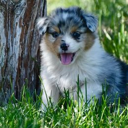 Yuki - Yellow Collar - Blue merle male Australian Shepherd puppy in Prineville, Oregon from KC’s Aussies