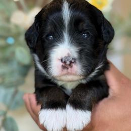 Isabella - Tri-color female Bernedoodle puppy in Yuciapa, California from AlltheDoodlez_