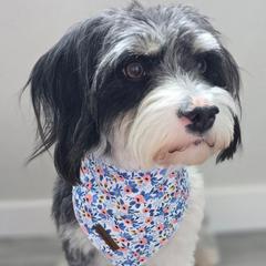 Bella - Aussiedoodle