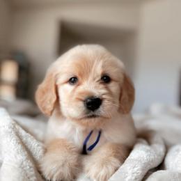 Eclair, Girl - Apricot female Goldendoodle puppy in Maricopa, Arizona from Desert Ridge Doodles