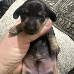 Boy 2 - Black and tan male Dachshund puppy in Oelwein, Iowa from Shaffer Dachshunds