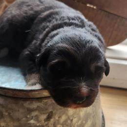 Stellar - Black tri-color female Australian Shepherd puppy in Cable, Ohio from Resolute Aussies