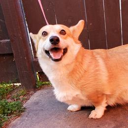 Beagles, Cardigan Welsh Corgis, and Pembroke Welsh Corgis from Nukee Beagles and Corgis