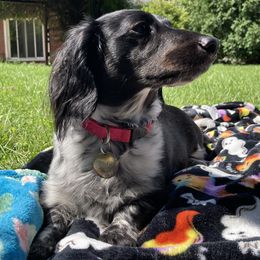 Mila - Dachshund