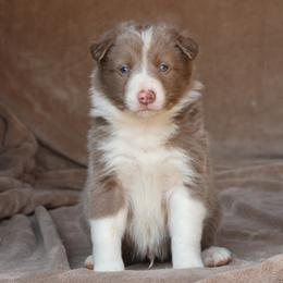 Tibbs - AKC Reg - Lilac male Border Collie puppy in Courtland, Alabama from C Bar C Ranch Border Collies
