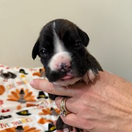 Suraya - Brindle female Boxer puppy in Jamesville, New York from Reynolds Homestead Boxers