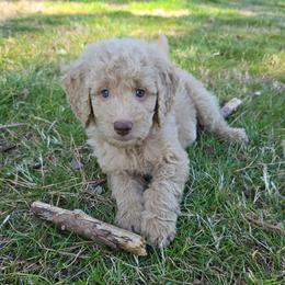 Zack - Cream male Goldendoodle puppy in Georgetown, Tennessee from Georgetown Designer & Purebred Puppies