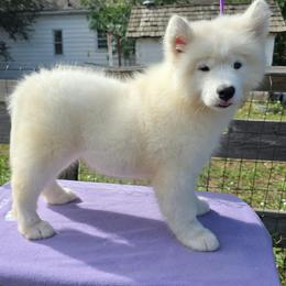 Rue - White male Samoyed puppy in Broomfield, Colorado from Klondike Snow Samoyeds