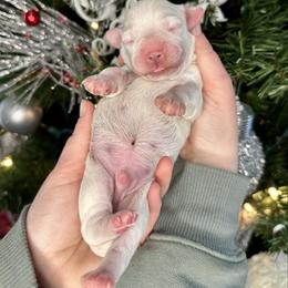 Shepherd - Buff and white male Cockapoo puppy in Rolla, Missouri from Diamond K