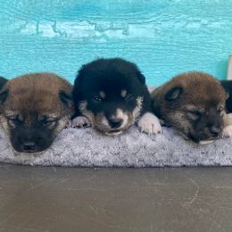 Shiba Inu and Shih Tzus from Highline Puppies