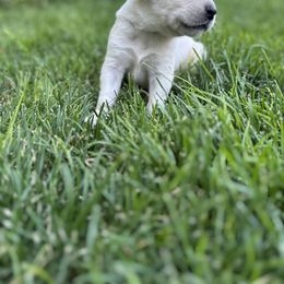 Labrador Retriever Puppies from Gem State English Labrador Retrievers