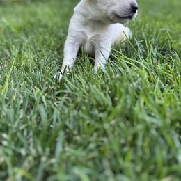 Labrador Retriever Puppies from Gem State English Labrador Retrievers