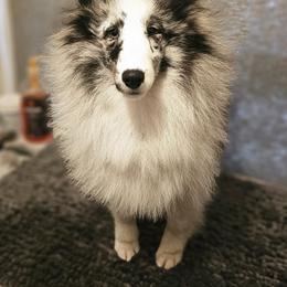 Shetland Sheepdog Puppies from Fawn Lane Shetland Sheepdogs