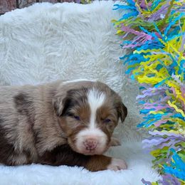Australian Shepherd, Miniature Australian Shepherd, and Toy Australian Shepherd Puppies from Osborne's Aussies