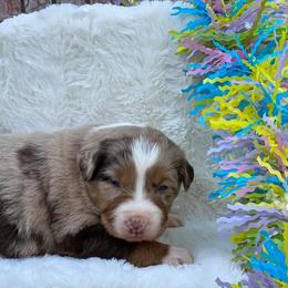 Australian Shepherd, Miniature Australian Shepherd, and Toy Australian Shepherd Puppies from Osborne's Aussies