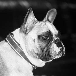 Punkin - French Bulldog