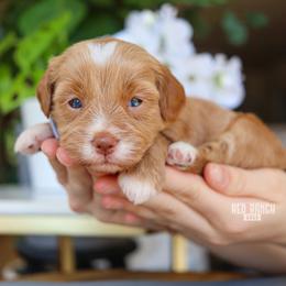 Buzz - Apricot male Goldendoodle puppy in Salado, Texas from Red Ranch Dogs
