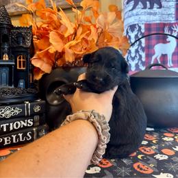 Boo (2nd pick black male) - Black male German Shepherd puppy in Watervliet, Michigan from M&M Shepherd Farms