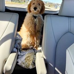 Goldendoodle Puppies from Dakota Sky's Goldens